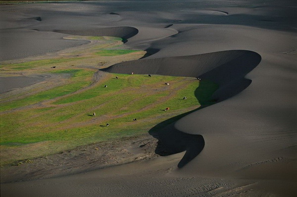Коровы на пастбище между дюнами. Чили