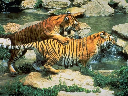 Популяция тигров